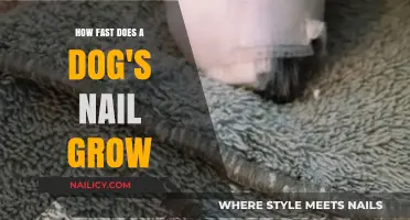 Dog Nail Growth: How Fast and Why?
