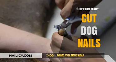 Trimming Dog Nails: How Often Should You Cut Them?