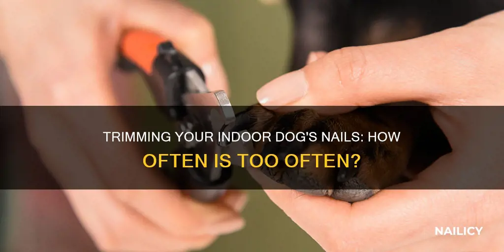 how frequently should and indoor dog have his nails trimmed
