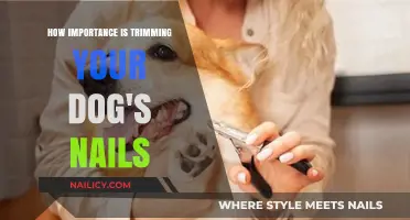Trimming Dog Nails: Essential Care for Your Pet's Health