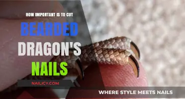 Trimming Your Bearded Dragon's Nails: An Essential Care Guide