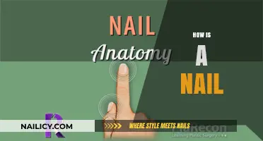 Understanding the Anatomy and Function of a Nail: A Comprehensive Guide