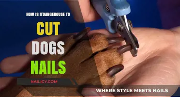 Trimming Dog Nails: The Danger Zone