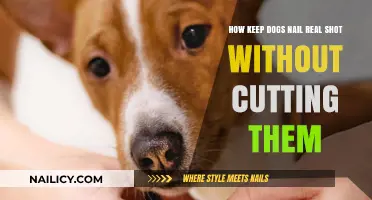 Trim Dog Nails: Safe and Easy Methods