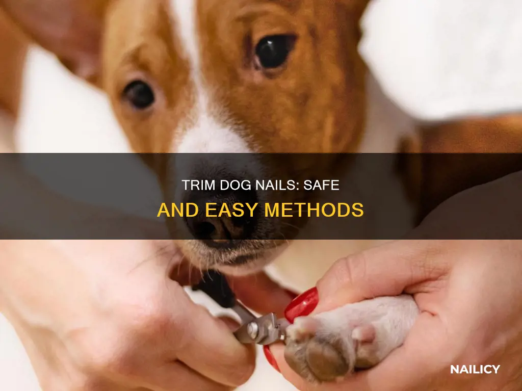 how keep dogs nail real shot without cutting them