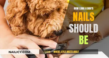 Dog Nail Clipping: The Ideal Nail Length for Your Pooch
