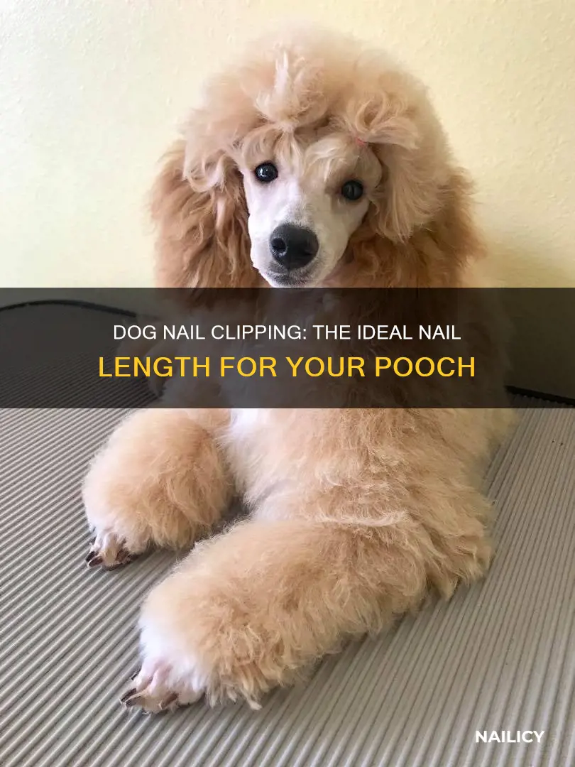 how long a dog
