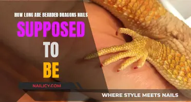 Bearded Dragon Claw Care: Ideal Nail Length and Trimming Tips