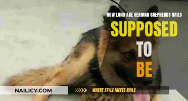 German Shepherd Nails: How Short is Too Short?