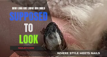 Well-Groomed Nails: How Long is Too Long for Large Dogs?