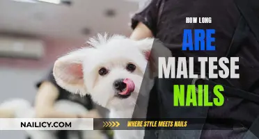 Maltese Nails: How Long is Too Long?