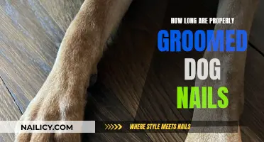 Well-Groomed Dog Nails: How Long is Too Long?