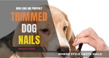 Well-Trimmed Dog Nails: How Short Is Too Short?