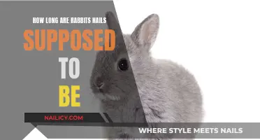 The Ideal Nail Length for Rabbits