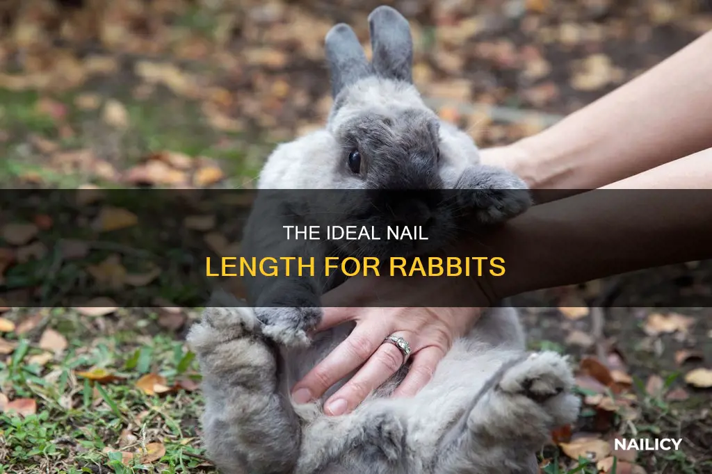 how long are rabbits nails supposed to be