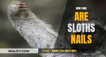 Sloth Claw Length: An Insight into Their Unique Nails