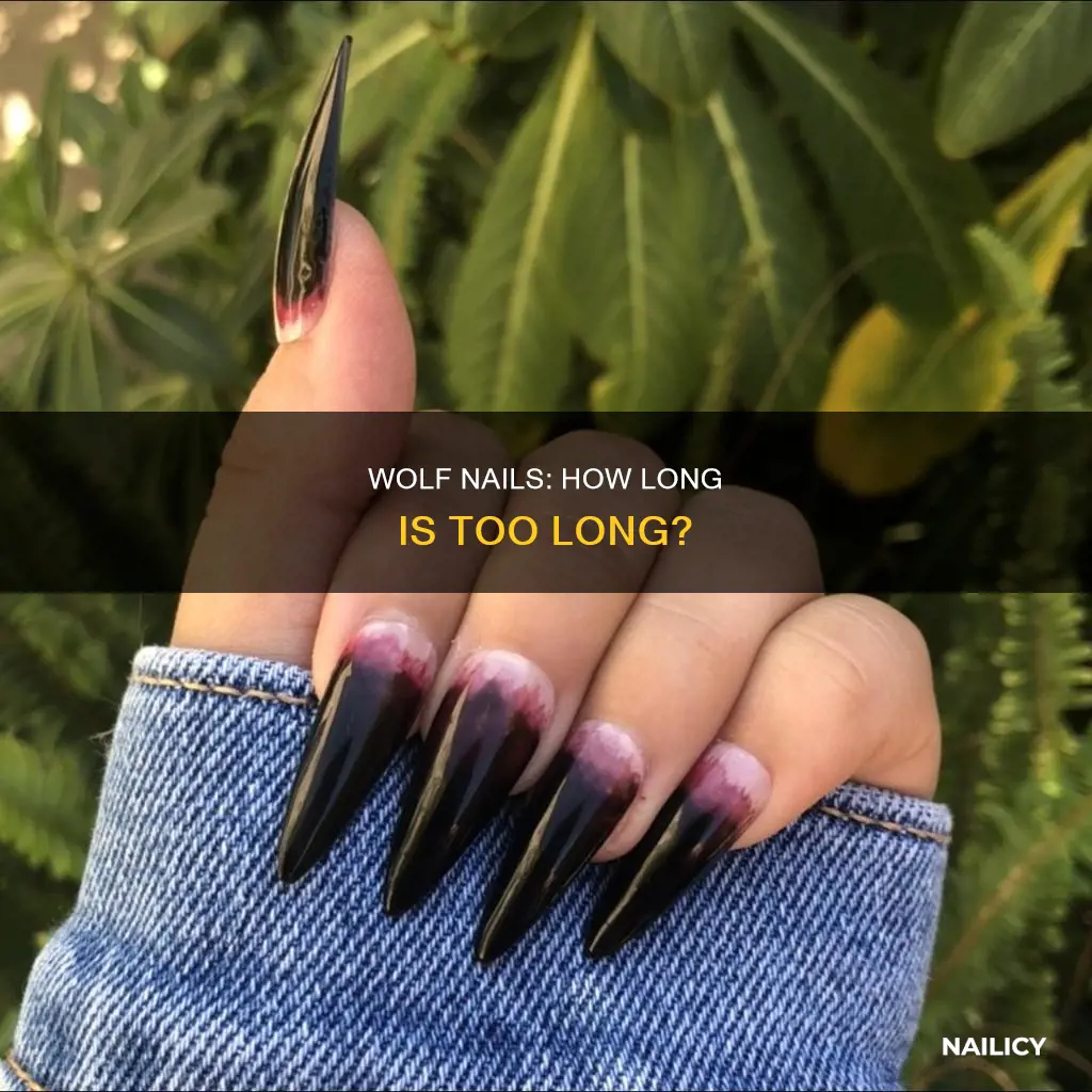 how long are wolf nails
