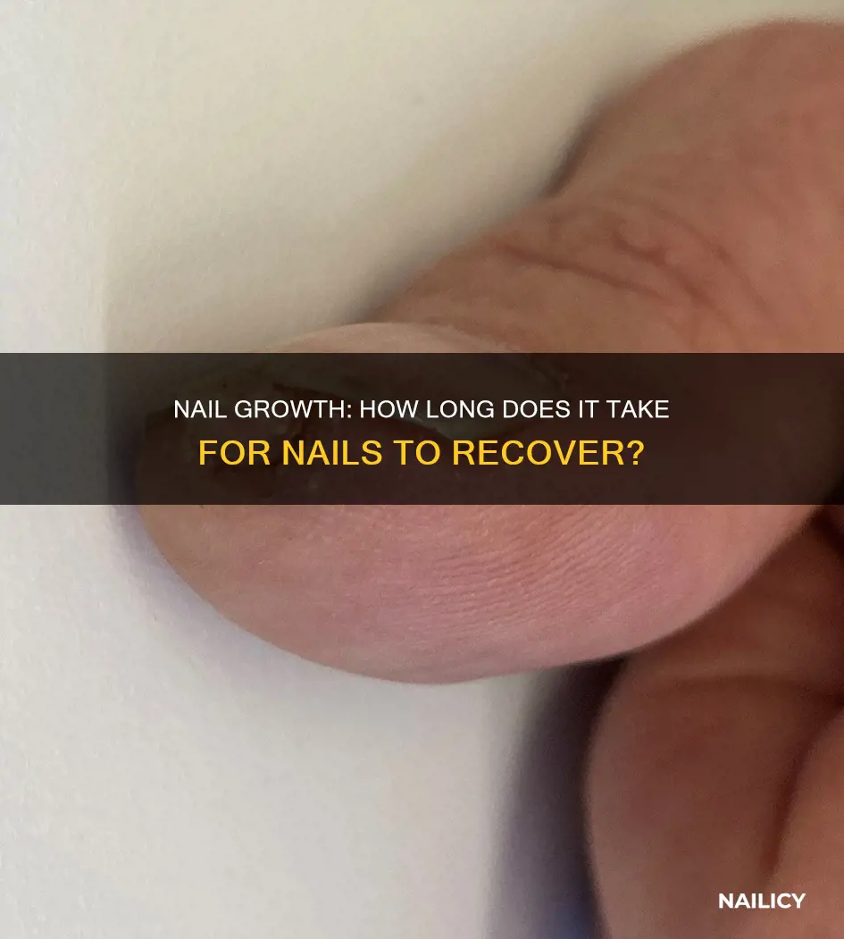 how long before a nail grows back