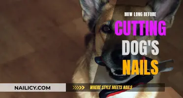 Grooming Basics: How Often to Trim Your Dog's Nails