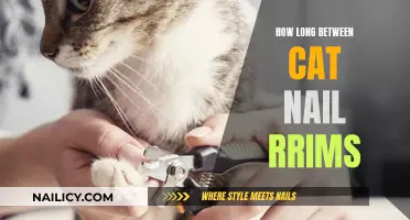Cat Nail Trims: How Often and Why It's Important