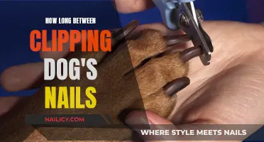 Keep Your Dog's Nails Trimmed: A Guide to Clipping Intervals