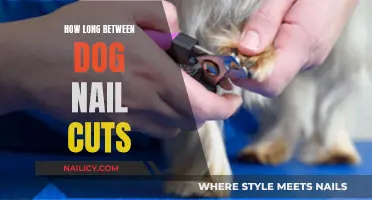 Trimming Dog Nails: How Often Should You Cut?