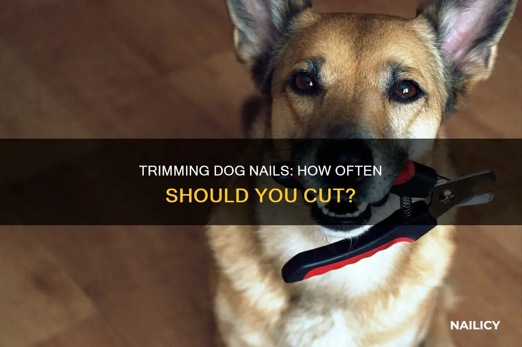 Trimming Dog Nails: How Often Should You Cut? | Nailicy - Cutting Dog Nails For Beginner Owners