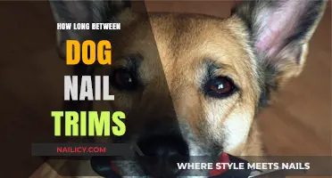 Trimming Dog Nails: How Often Should You Clip?