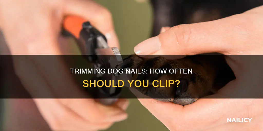 how long between dog nail trims
