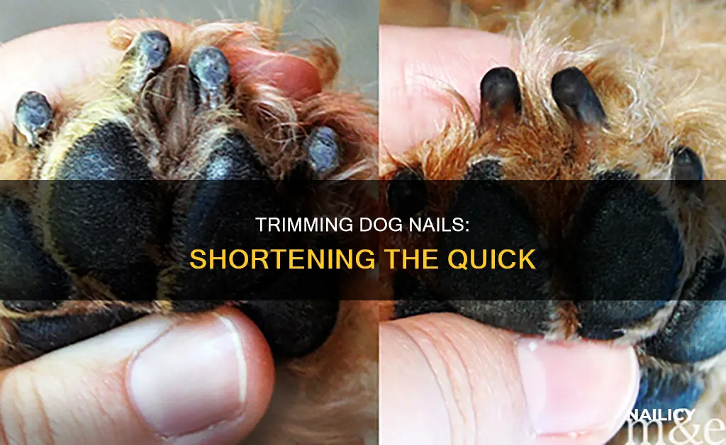 how long between each nail cut to shorten the quick