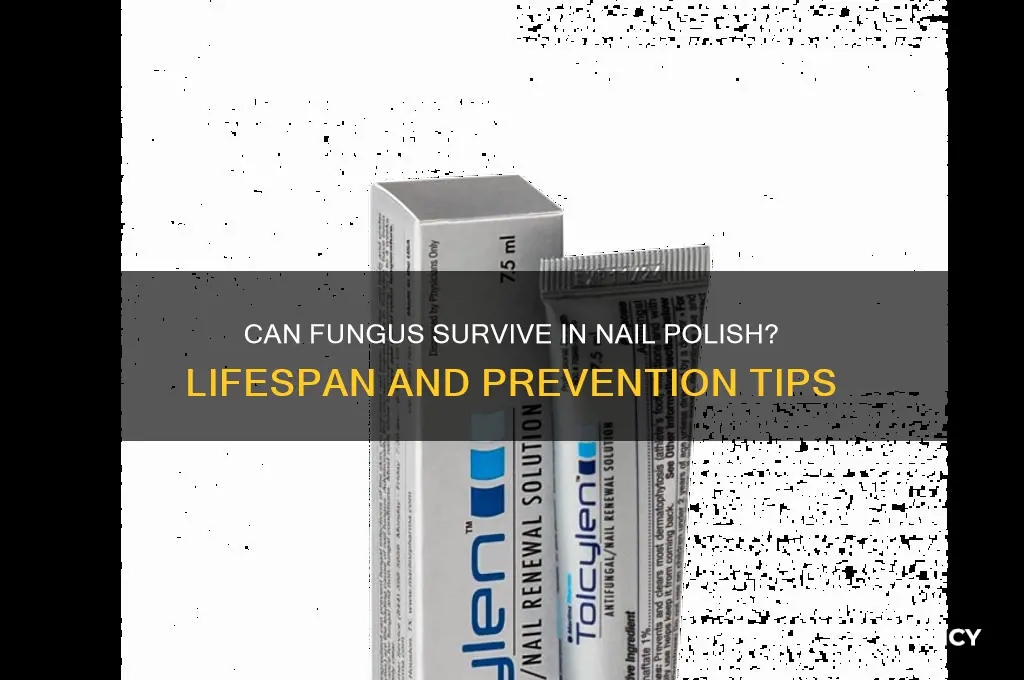 how long can fungus live in nail polish