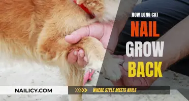 Cat Claw Growth: How Long for Nails to Grow Back?