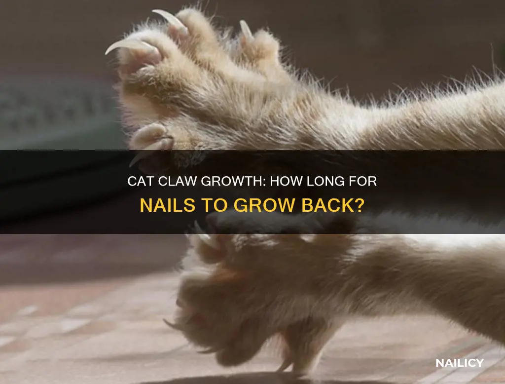 how long cat nail grow back