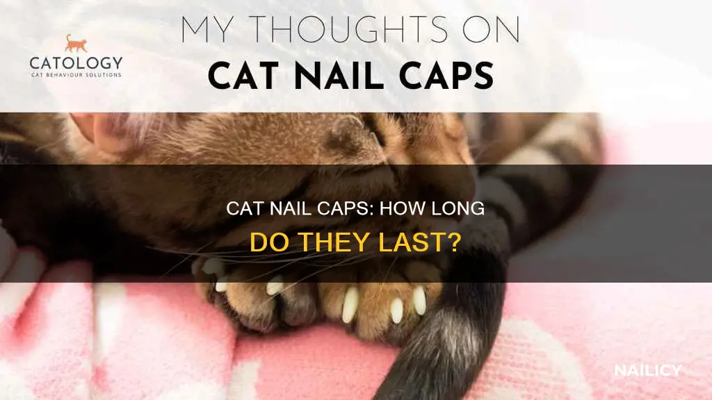 how long do cat nail caps stay on