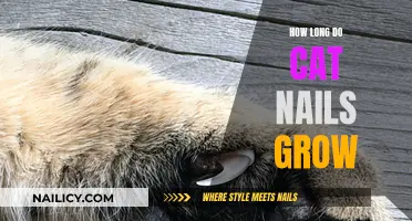 Cat Claw Growth: How Long Before a Trim?