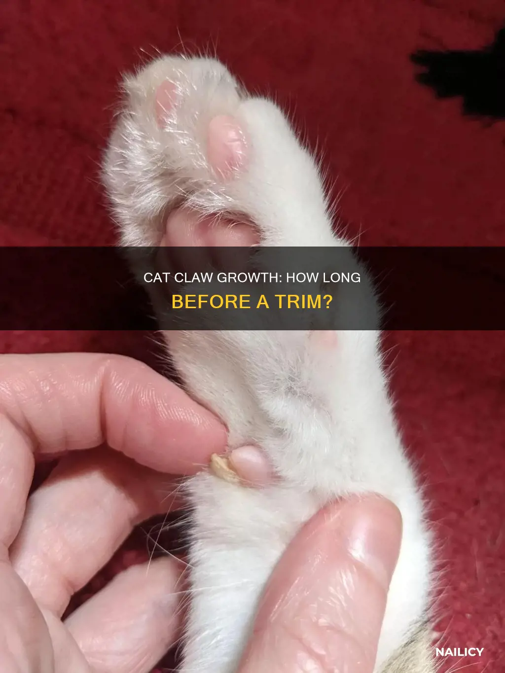 how long do cat nails grow