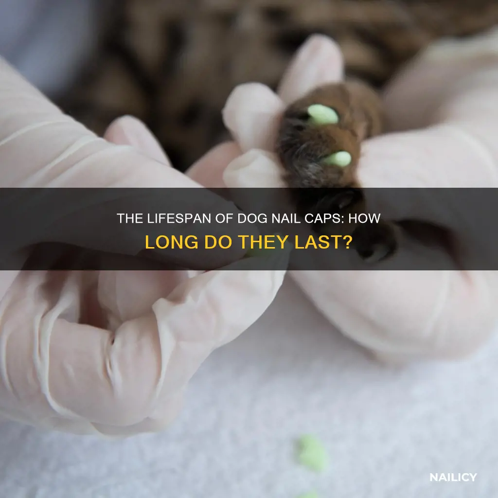 how long do dog nail caps last