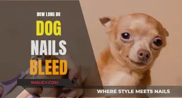 Dog Nail Bleeding: How Long is Normal?