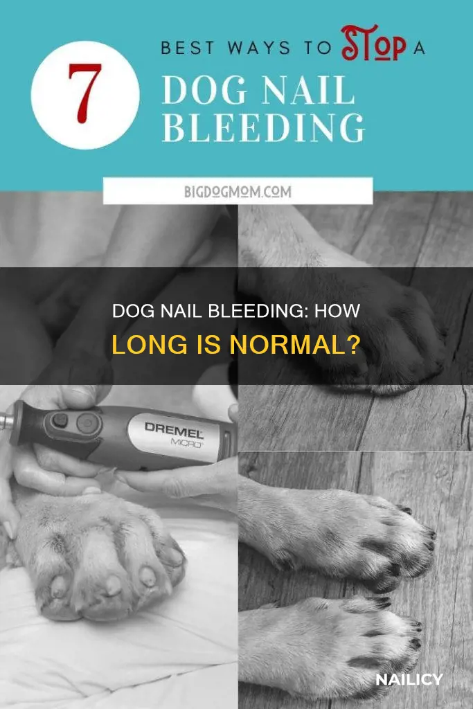 how long do dog nails bleed