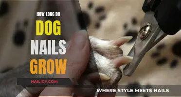 Dog Nail Growth: How Long is Too Long?