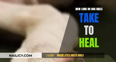 Healing Your Dog's Nails: Time and Care