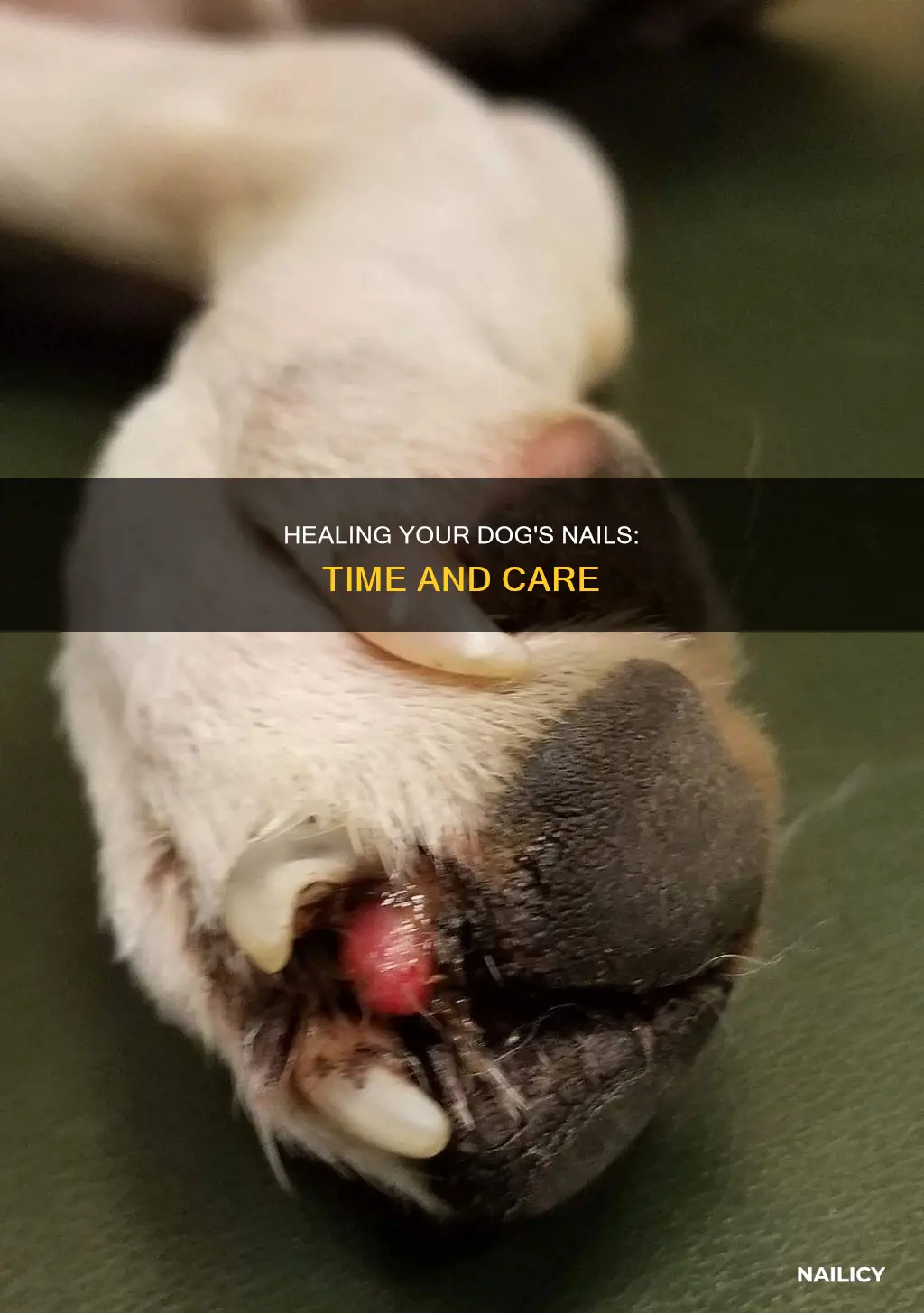 how long do dog nails take to heal