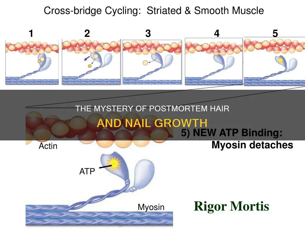 how long do hair and nails grow after deatg