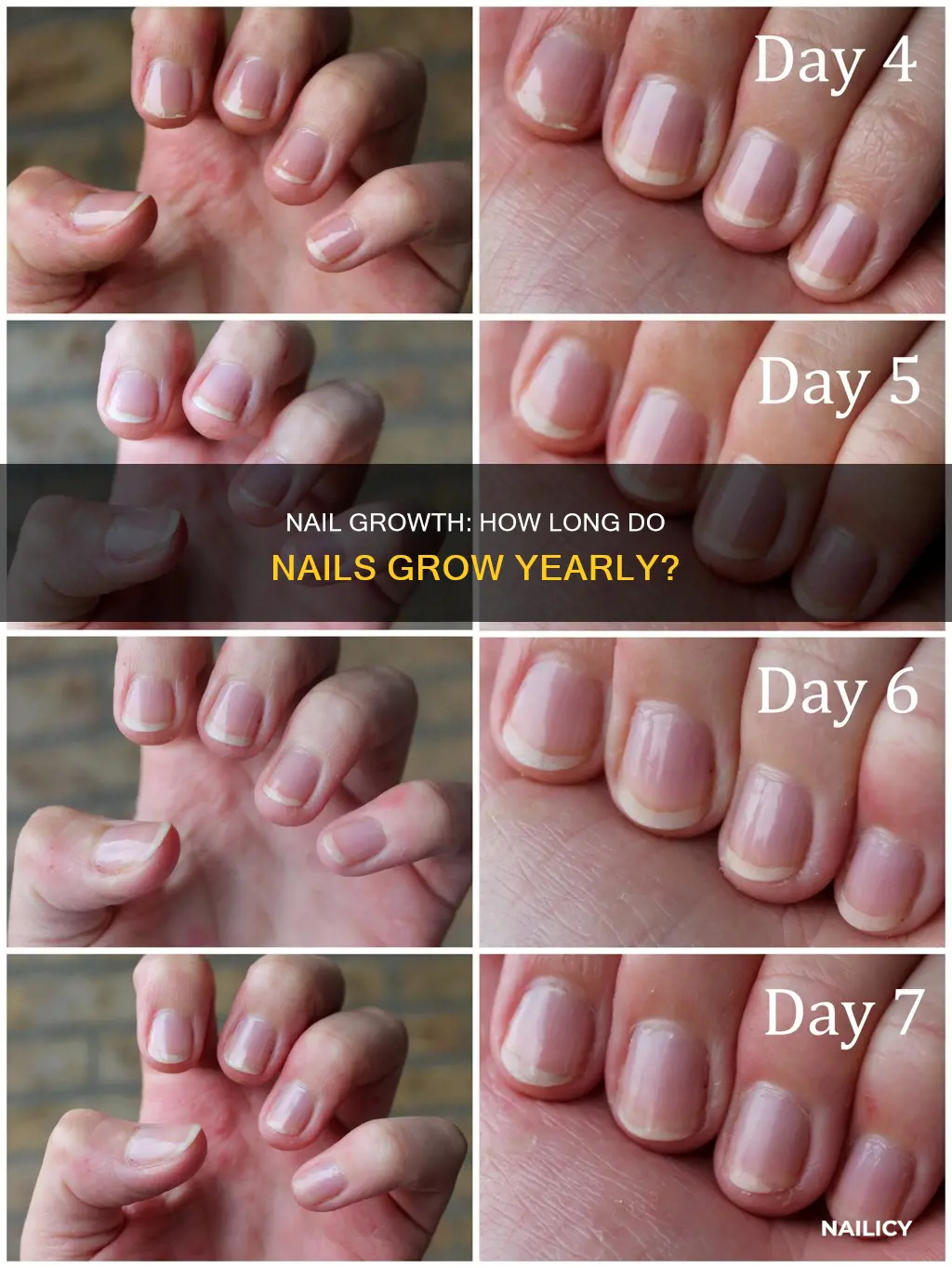 how long do human nails grow in a year