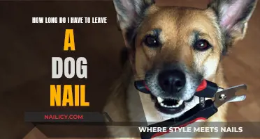 The Ideal Gap Between Dog Nail Trims