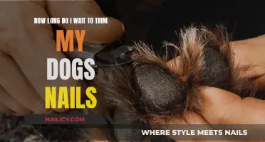 Trimming Your Dog's Nails: How Long is Too Long?