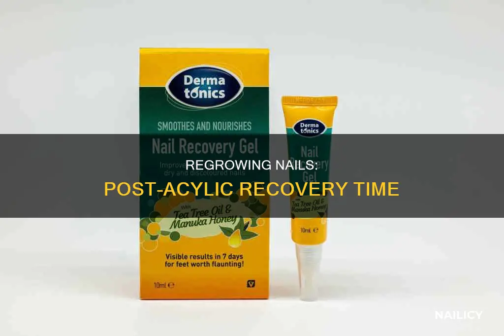 how long do nails repair after acylic