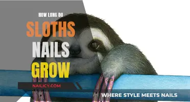 Sloth Claw Growth: An Unusual Insight
