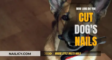 Trimming Dog Nails: How Long is Too Long?
