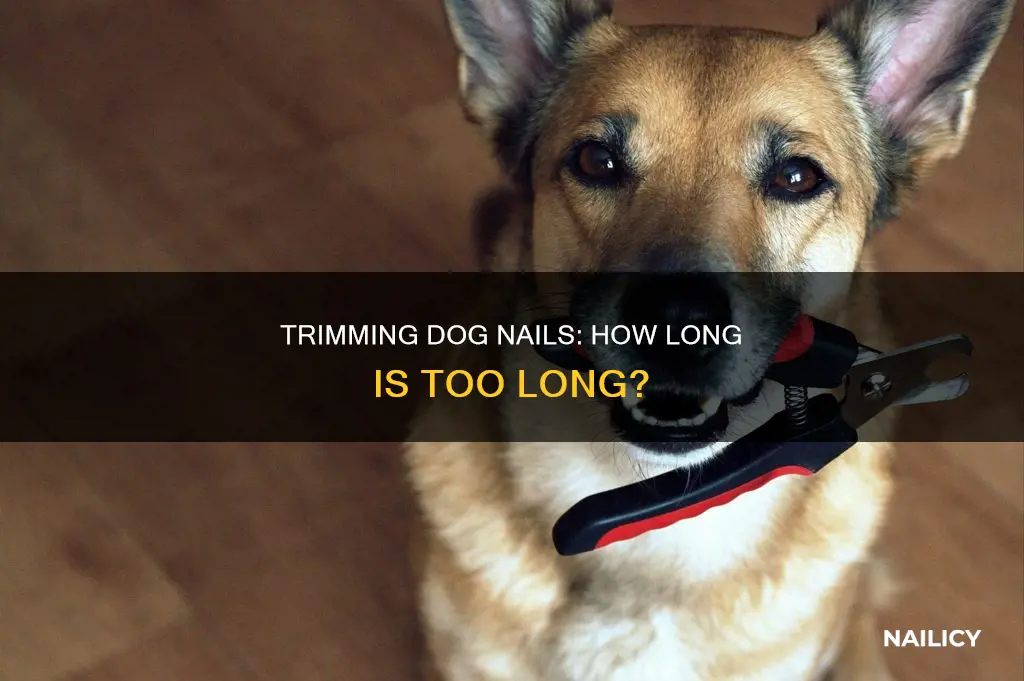 how long do you cut dog